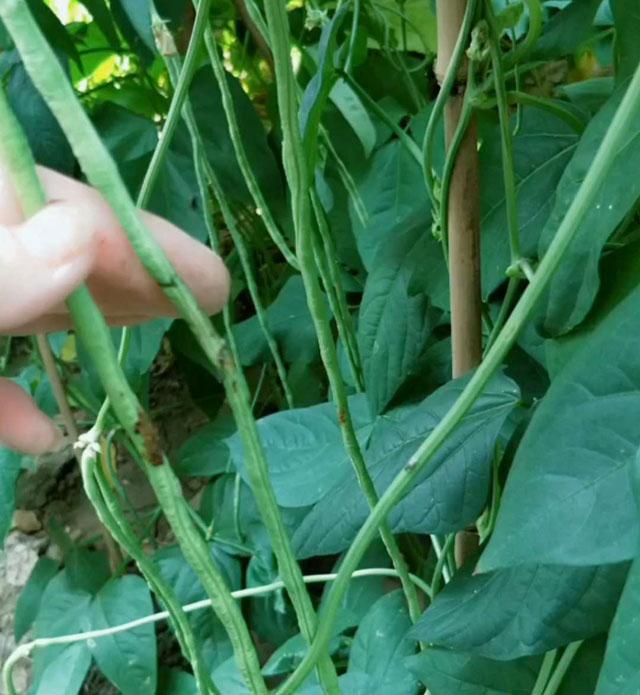 豆角钻心虫打什么药效果最好,豆角生长过程中如何防治病虫害