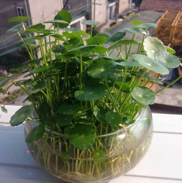 室内水培铜钱草的方法,水培植物铜钱草家里正确方法