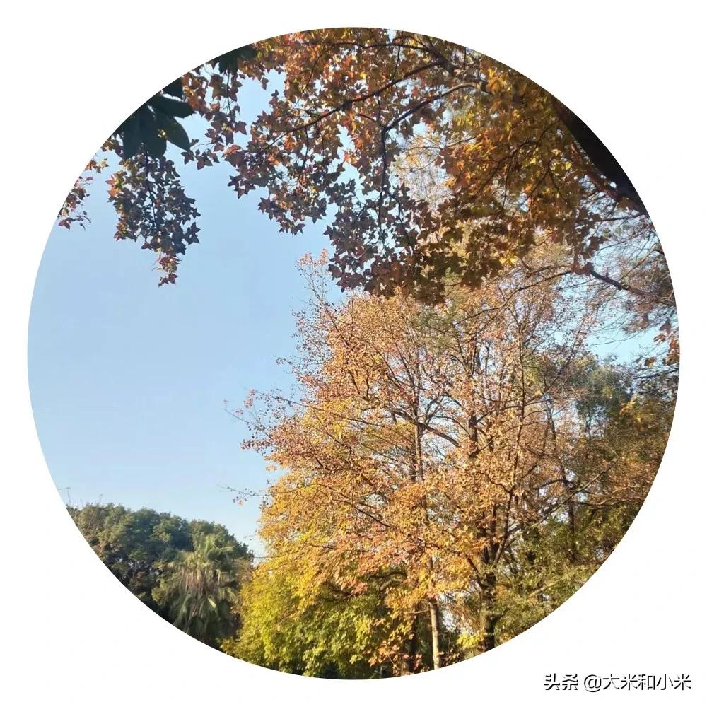 自闭症的儿子去世了,12岁男孩自闭症离世