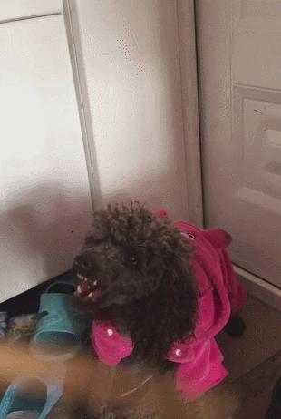 泰迪不听训反而咬你怎么办,泰迪发脾气