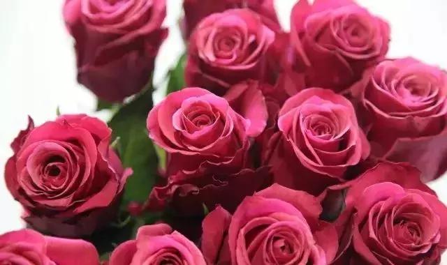 4000种不一样的玫瑰品种大全,100种玫瑰品种图鉴大全