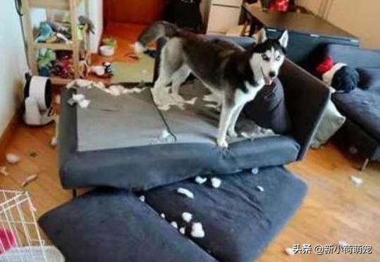 500块就买到纯种哈士奇，网友兴奋了一晚上，第二天却老泪纵横