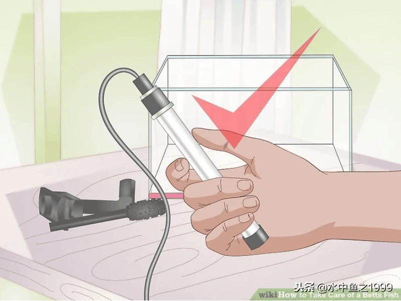 如何养好斗鱼泰国,泰国将军斗鱼饲养