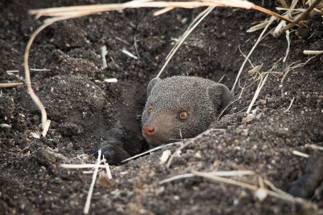 一种对毒液免疫，和平头哥一样好斗，交配时雄性暴打雌性的动物