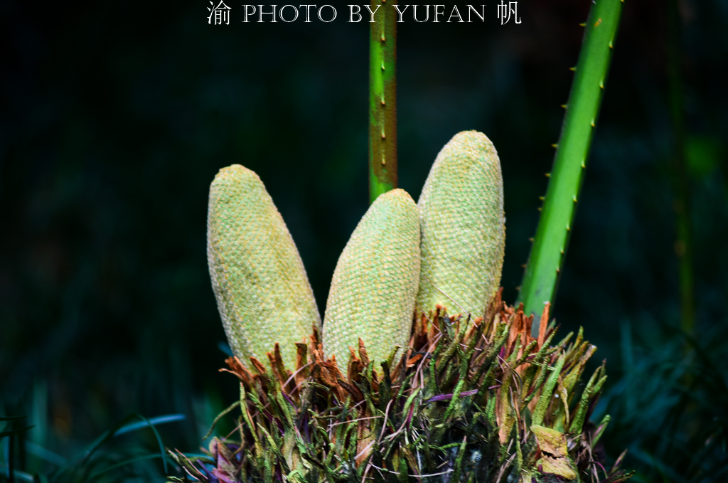 铁树开花一柱擎天的奇景图片,千年铁树开花真的这么罕见