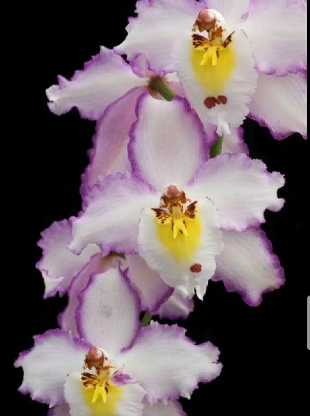 芳踪难觅濒危花！清新治愈篇：沙漠高原是吾家，豹子花的春天来了