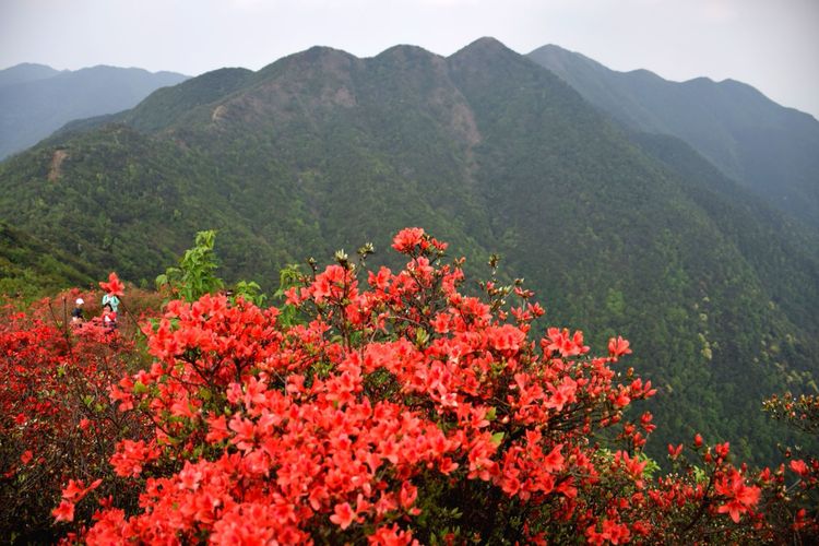 广州从化海拔1000米的山峰,从化十大最难爬的山