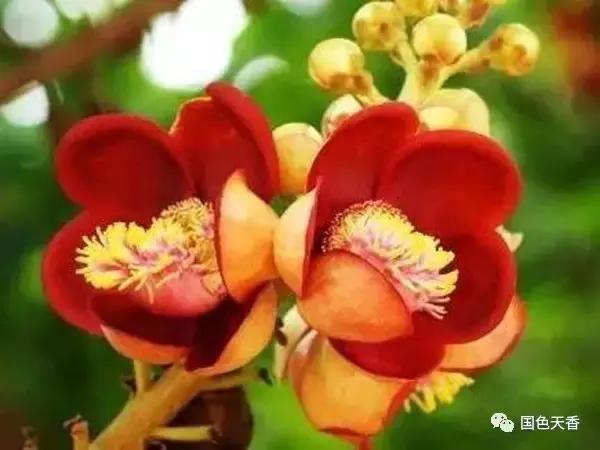 菩提花开观自在,菩提花开见性成佛