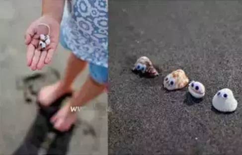 环创立体贝壳,贝壳墙环创