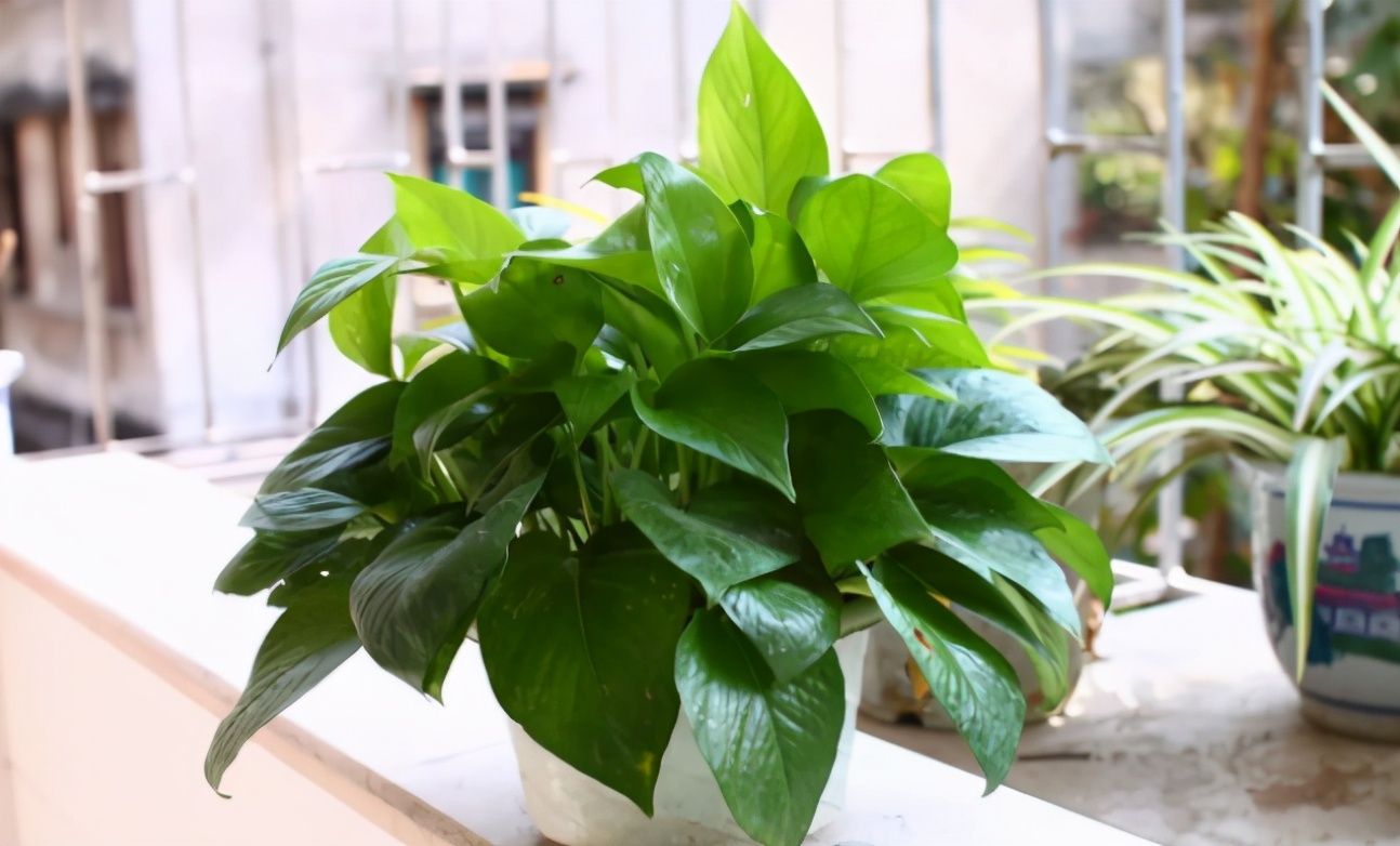 南方怎么养好绿萝花卉盆栽,绿萝大盆栽图片大全