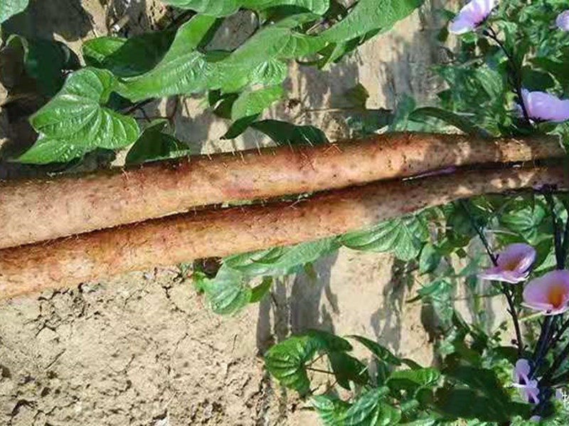 山药根腐病如何根除,山药病害严重是怎么回事