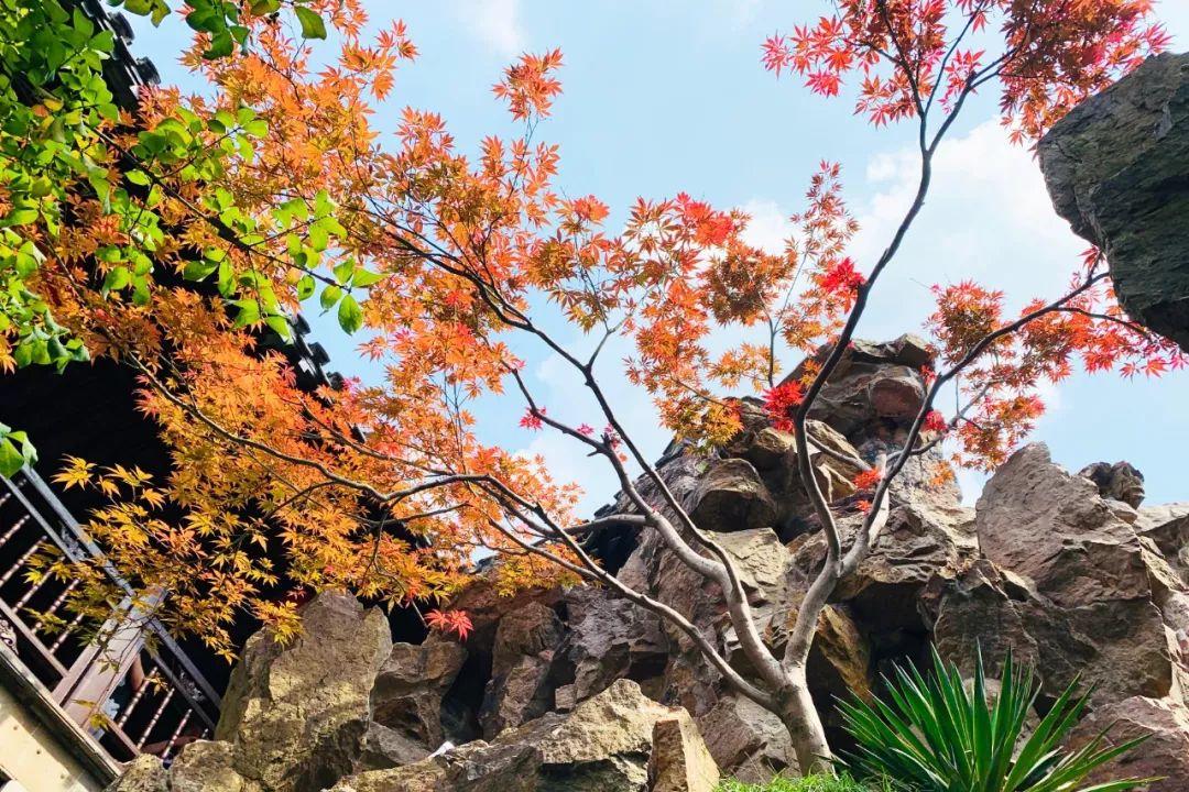 一入秋苏州成姑苏,秋色一入秋苏州就成了姑苏