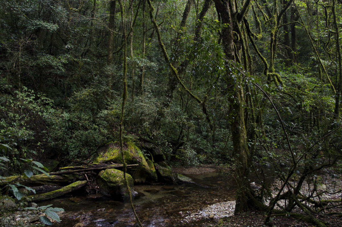 什么茶叶耐泡最久,最耐泡的茶叶排名