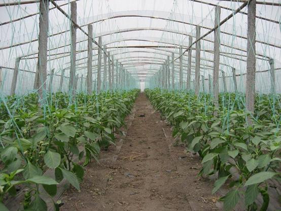 辣椒炭疽病你了解吗?高温天气易感染、传播快!防治措施在这里