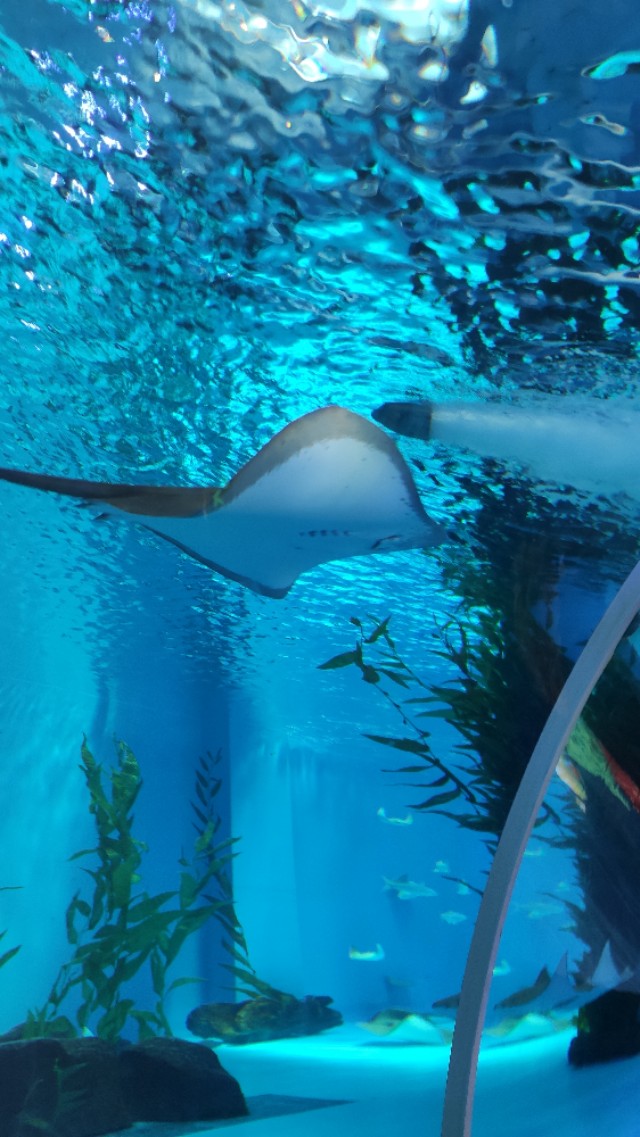 福州欧乐堡海洋世界家庭套票团购,福州欧乐堡海洋世界门票价格