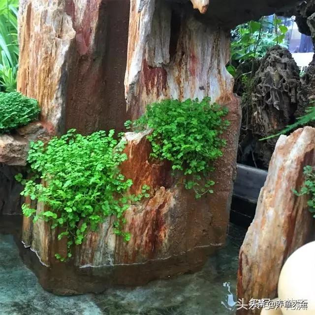 上水石盆景制作方法是什么,上水石盆景制作视频教程完整版