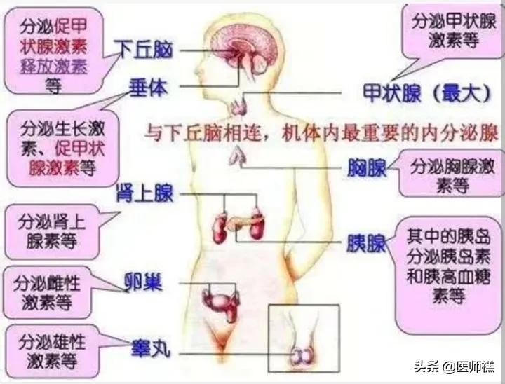 如何降低高脂血症,想降低体脂早上吃什么药