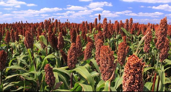 高粱水分检测仪哪种好,粮食水分测定仪演示操作步骤