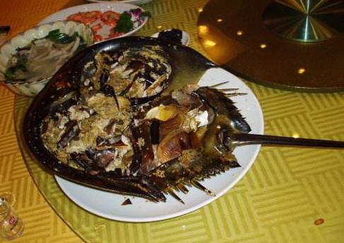 中华鲎的蓝色血液有什么用,中华鲎的血液长什么样