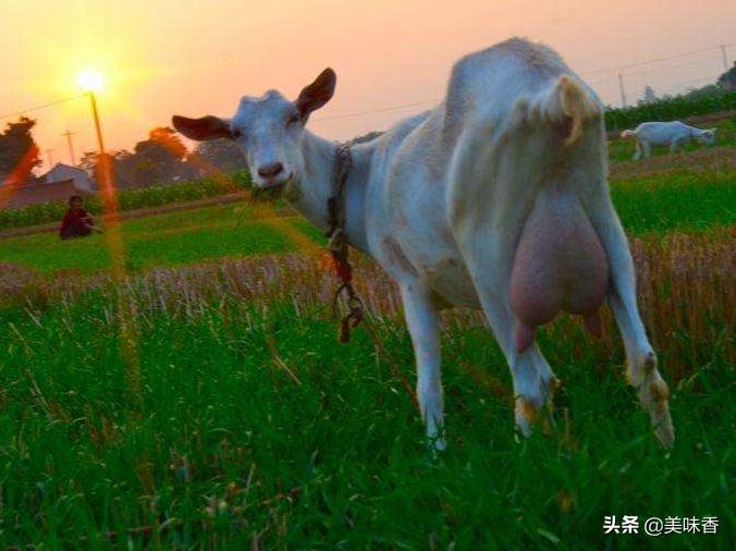 奶羊产奶量最多下降多少,奶羊奶水少有啥办法