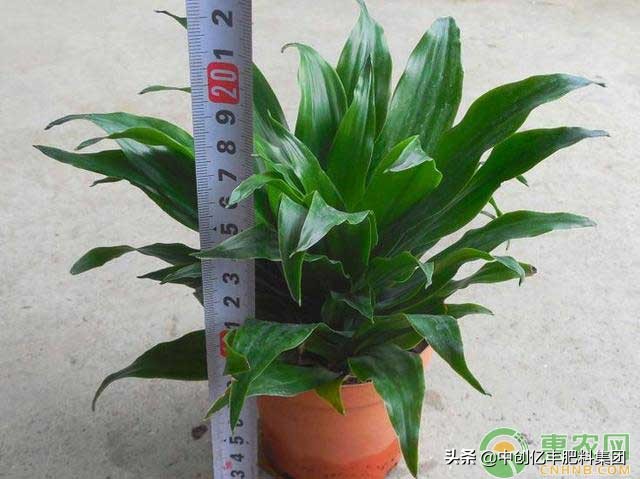 巴西铁树苗水培方法和注意事项,巴西螺纹铁树怎么养