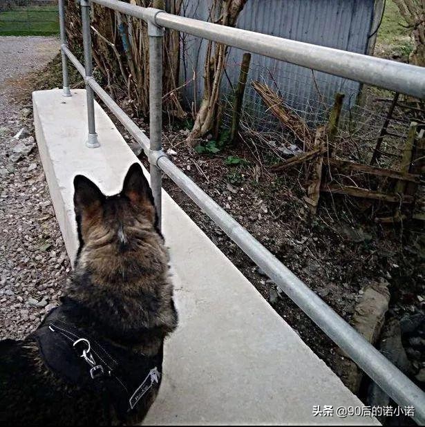 哈士奇拯救小镇,哈士奇救二哈