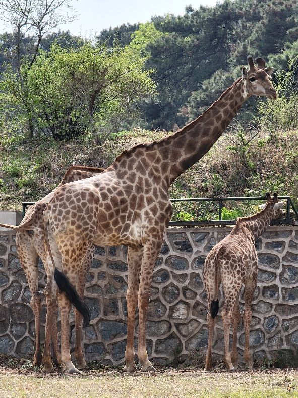 快乐动物园探险,愉快的旅行沈阳森林动物园一日游
