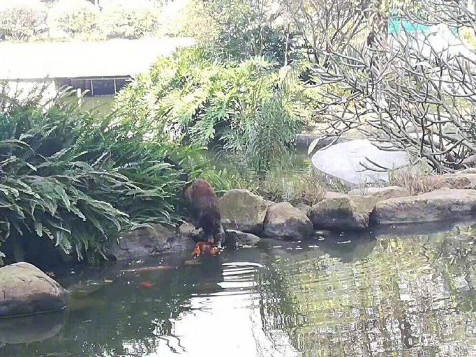 家门口多出一条锦鲤，女子很纳闷，观察几天发现送鱼的竟是流浪猫