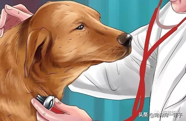 狗狗8个月还是乱拉乱尿怎么办,狗狗出了围栏就乱尿咋回事