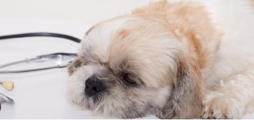 狗狗肠胃炎治愈的可能性大吗,狗狗肠胃炎预防