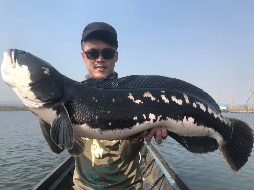 狮子鱼为何在美国泛滥成灾,蛇头鱼在中国为什么不泛滥