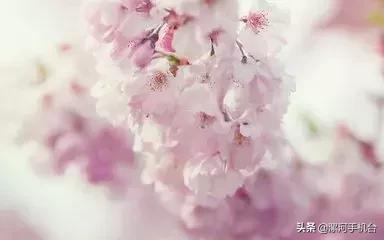 漯河美丽的沙澧河,美丽的漯河沙澧河风景区