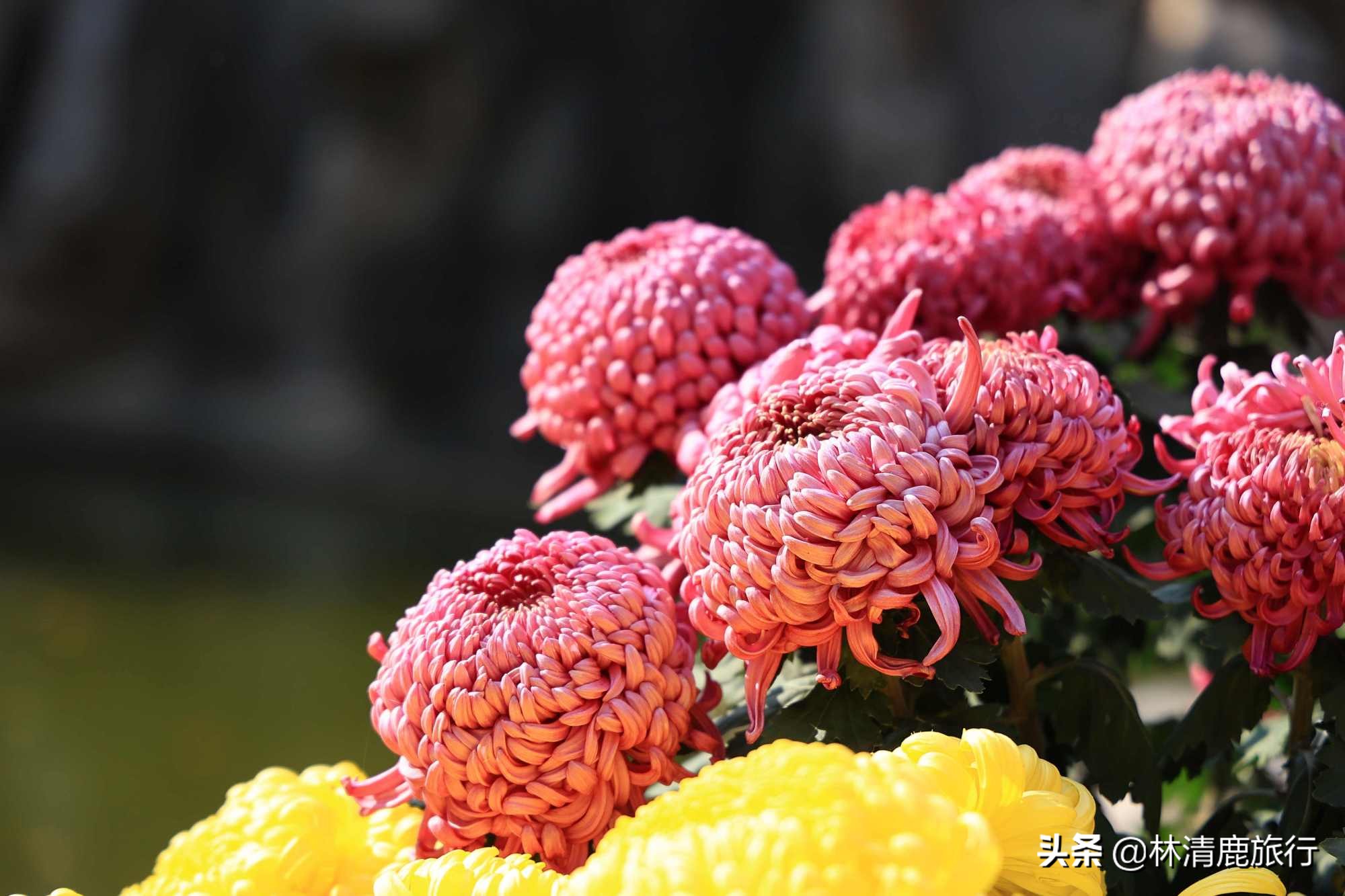 离郑州最近银杏园赏秋,郑州银杏惊艳了秋天