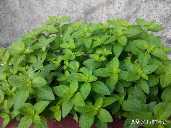 冬季土培铜钱草怎么养才能更旺盛,铜钱草冬季怎么养才能更旺盛