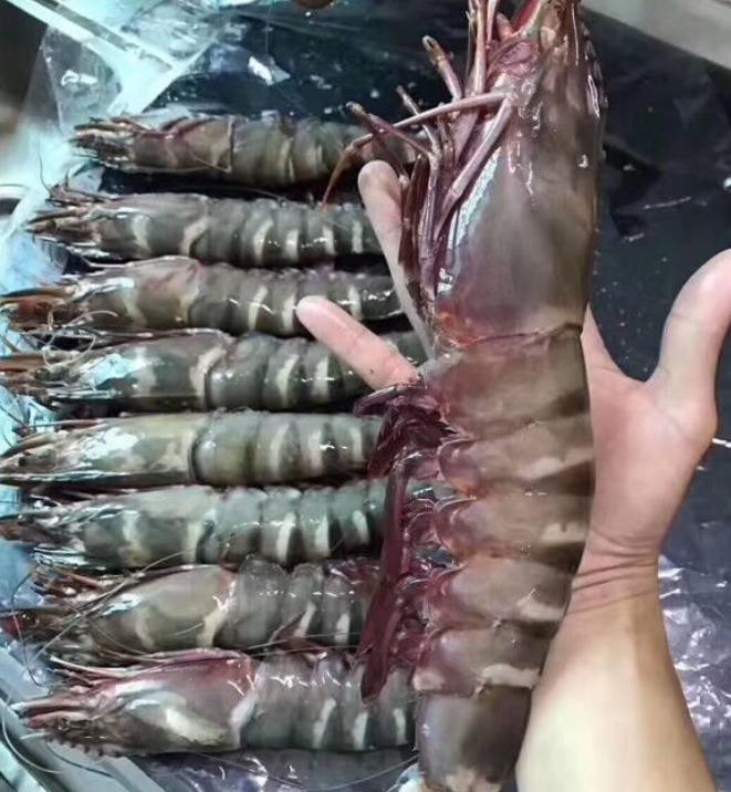 美国虎纹虾泛滥成灾,国外大鳌虾泛滥成灾