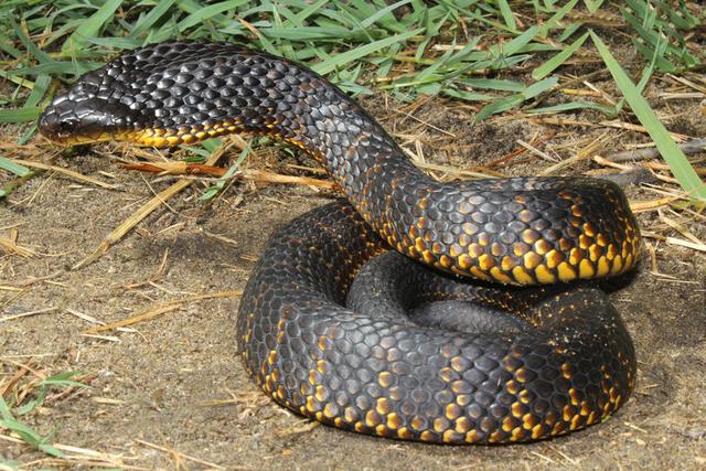 有毒蛇标志,有毒蛇的视频