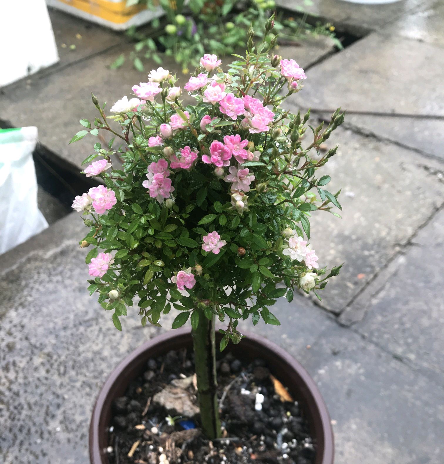 树状月季遇大风如何固定,树状月季春季剪秃会死掉吗