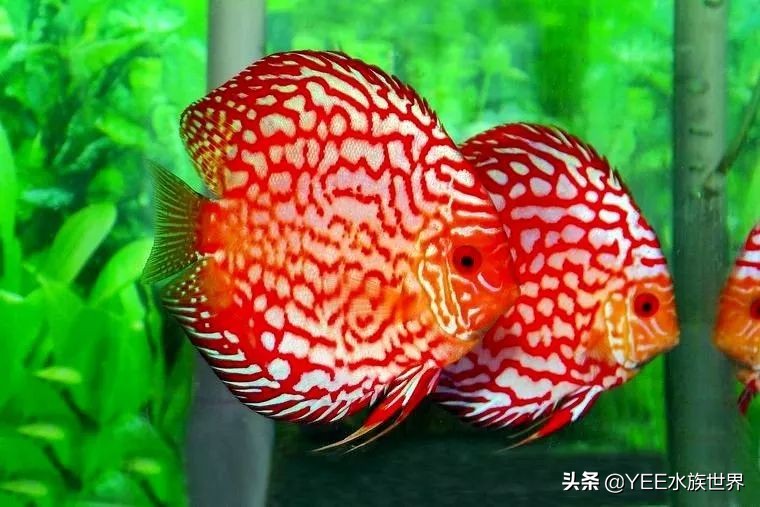 建议穷人养的10种中型热带鱼,超难养的宠物