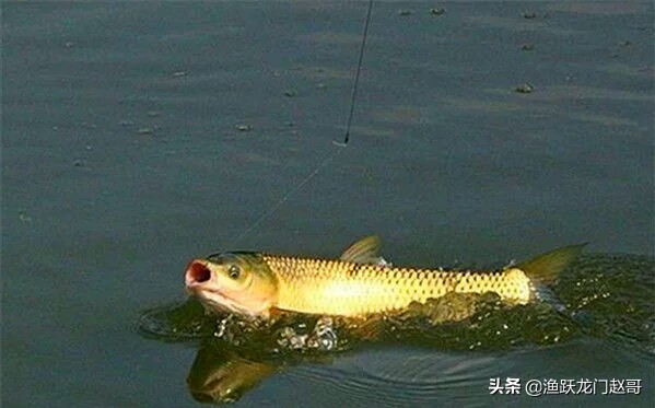 雨前鱼上浮怎么钓,天气闷热鱼上浮