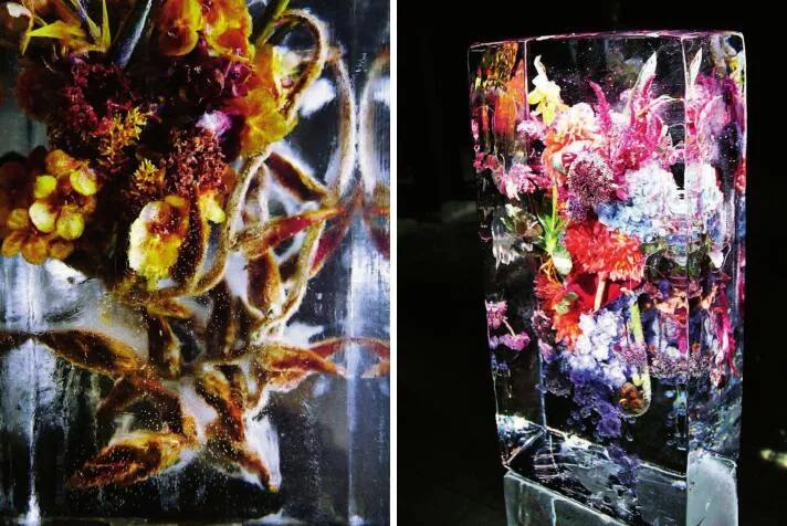 东信花卉简介,东信花树