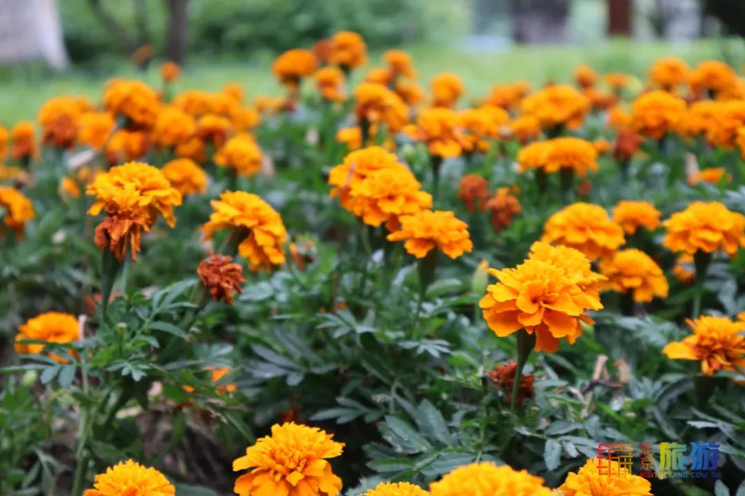 北京免费的花海公园,北京免费花海景区