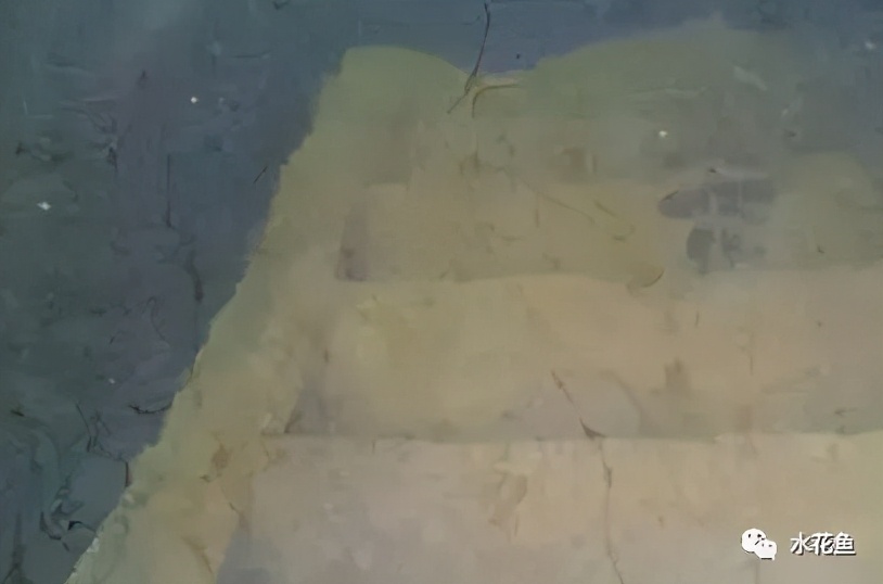 鱼苗白尾什么原因,鱼苗白嘴病的治疗