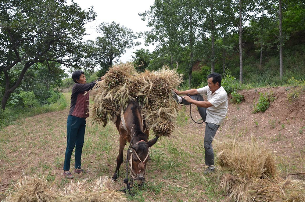 驴骡子马有什么区别,马驴子骡子都有什么区别呢