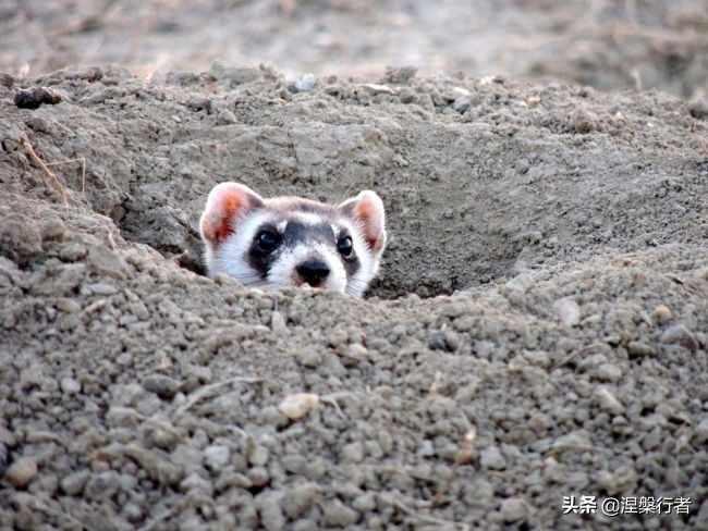 50种珍稀保护动物,为什么人类应该保护濒危物种