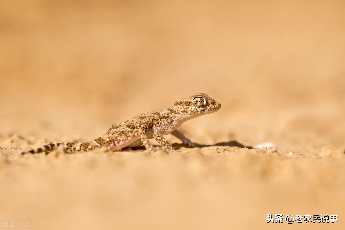 壁虎能进门缝吗,农村家里有壁虎是屋里潮吗