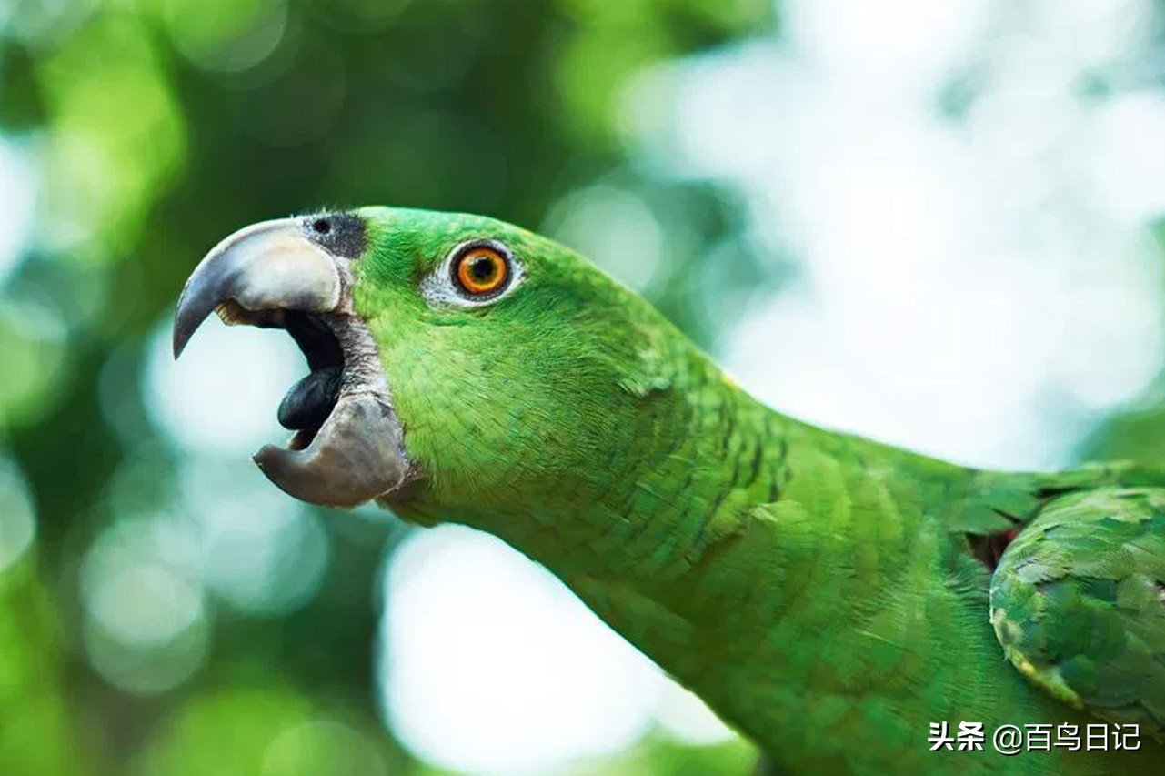 鸟儿身体失温了怎么克服,鸟中暑了怎么治
