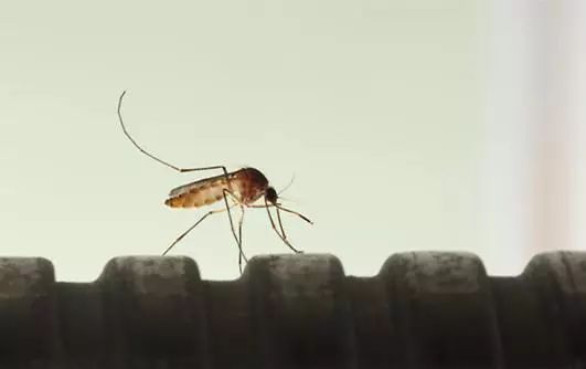 虫虫科普动画,春虫秋果科普