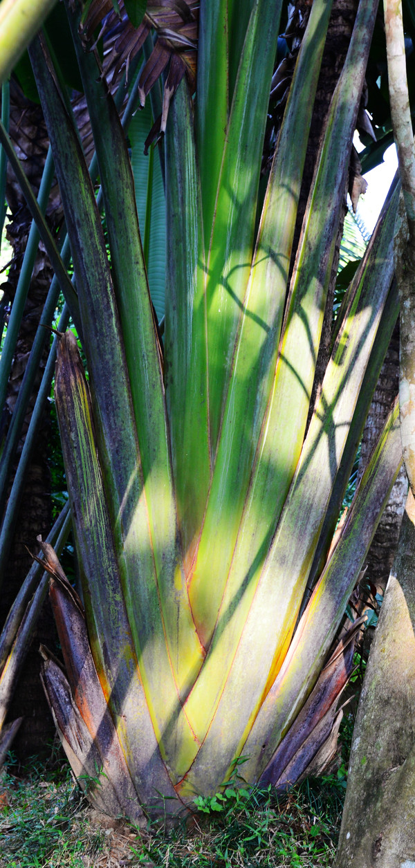 海南呀诺达热带雨林文化旅,三亚诺达雨林旅游攻略