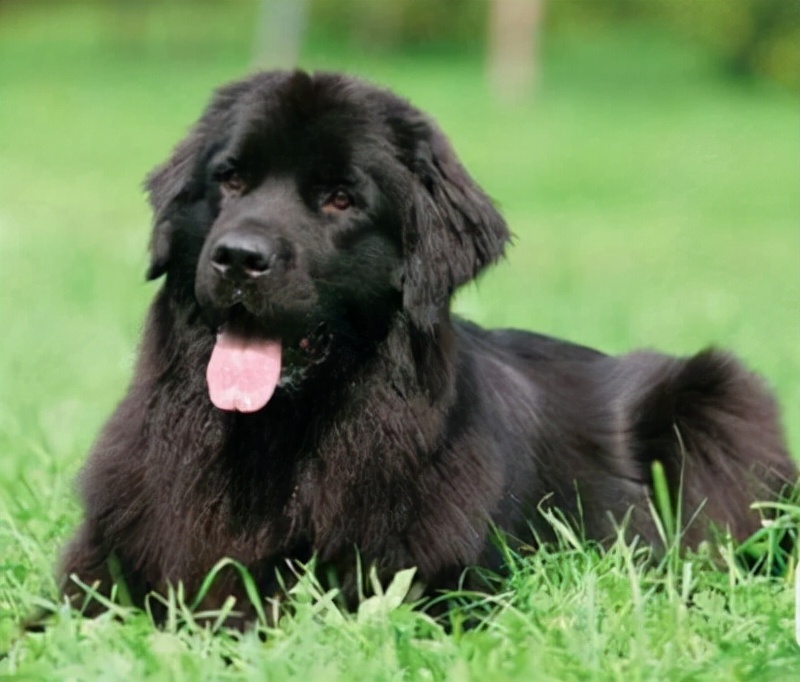 狗狗买什么品种最合适,怎么给狗狗选择宠物狗品种