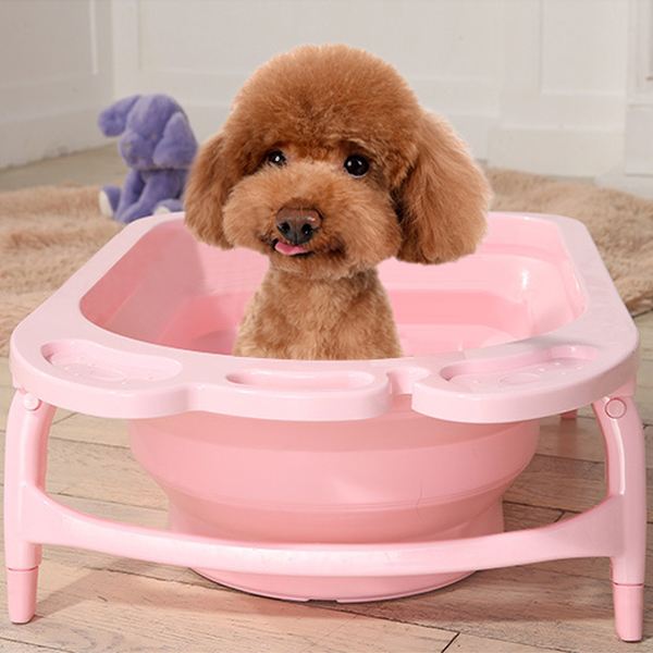 饲养泰迪犬的6个注意事项是什么,泰迪狗狗饲养攻略